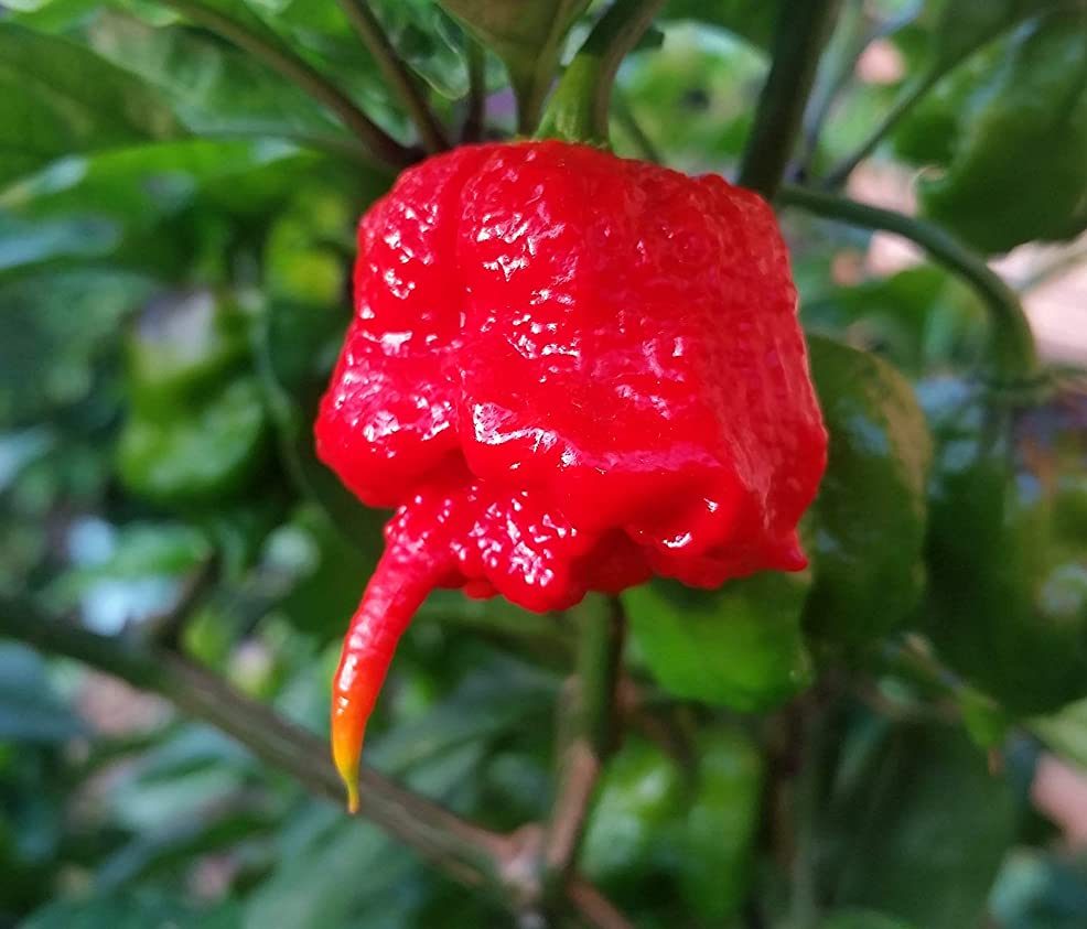 7 Pot Primo peper nog aan de plant
