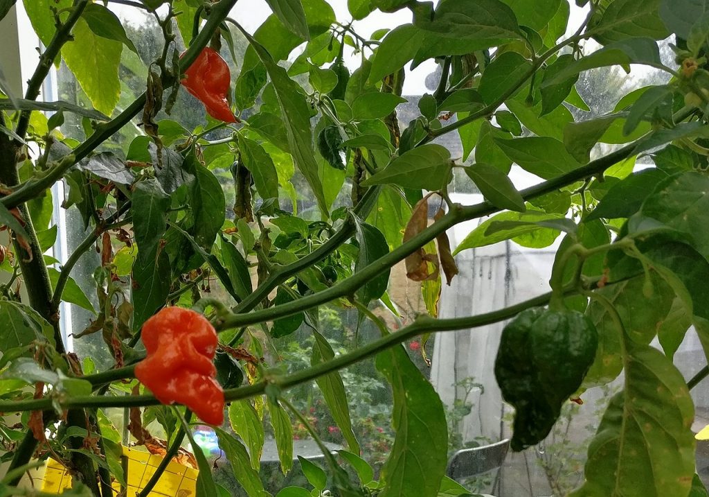 Komodo Dragon pepper nog aan de plant