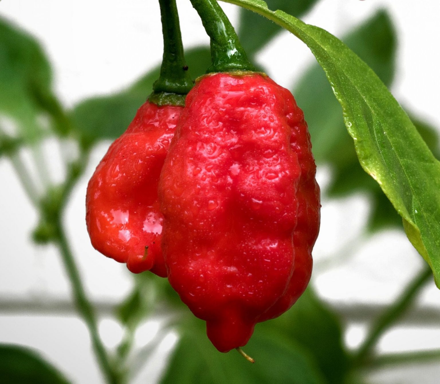 Op deze afbeelding zie je de naga morich peper nog aan de plant