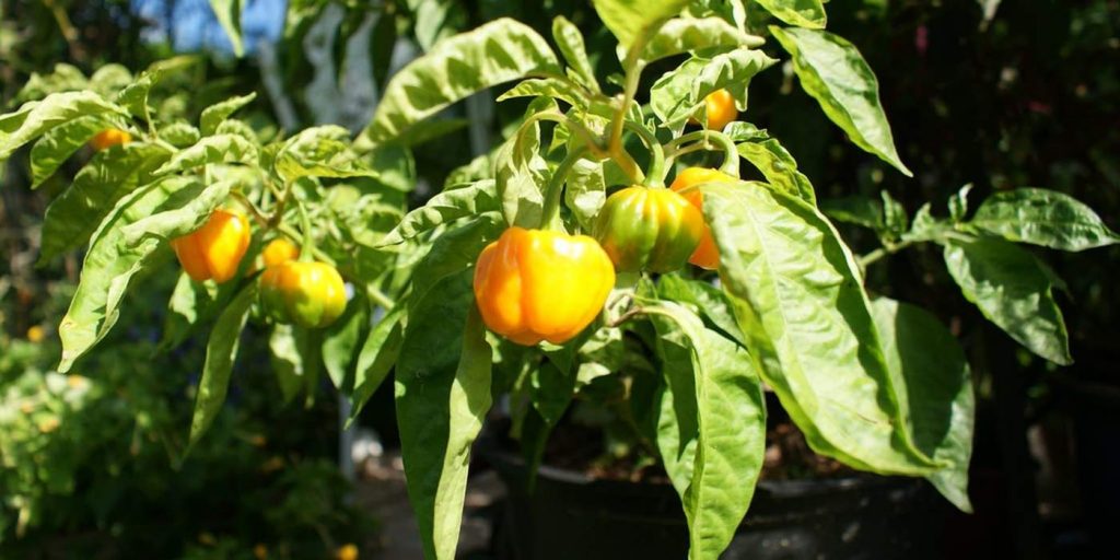 Op de afbeelding zie je de Scotch Bonnet peper nog aan de plant