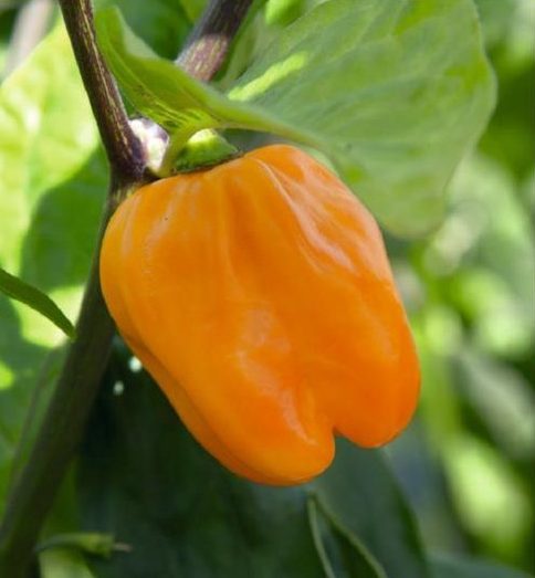 Op deze afbeelding zie je de habanero nog aan de plant