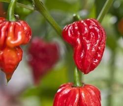 Op deze afbeelding zie je de Naga Viper nog aan de plant