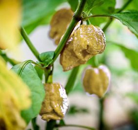Dit is de uitgelichte afbeelding van de Pepper X, hier zie je de peper nog aan de plant