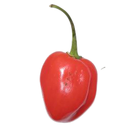 Red Savina Habanero productafbeelding