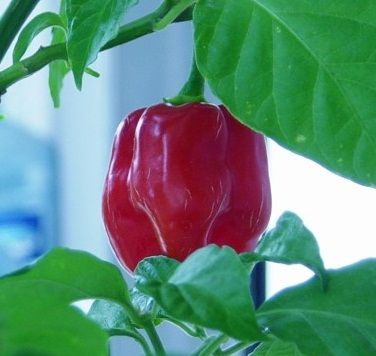 De Red Savina habanero nog aan de plant