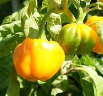 Op de afbeelding zie je de Scotch Bonnet peper nog aan de plant