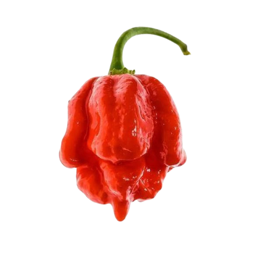 Op deze afbeelding zie je de Trinidad Moruga Scorpion