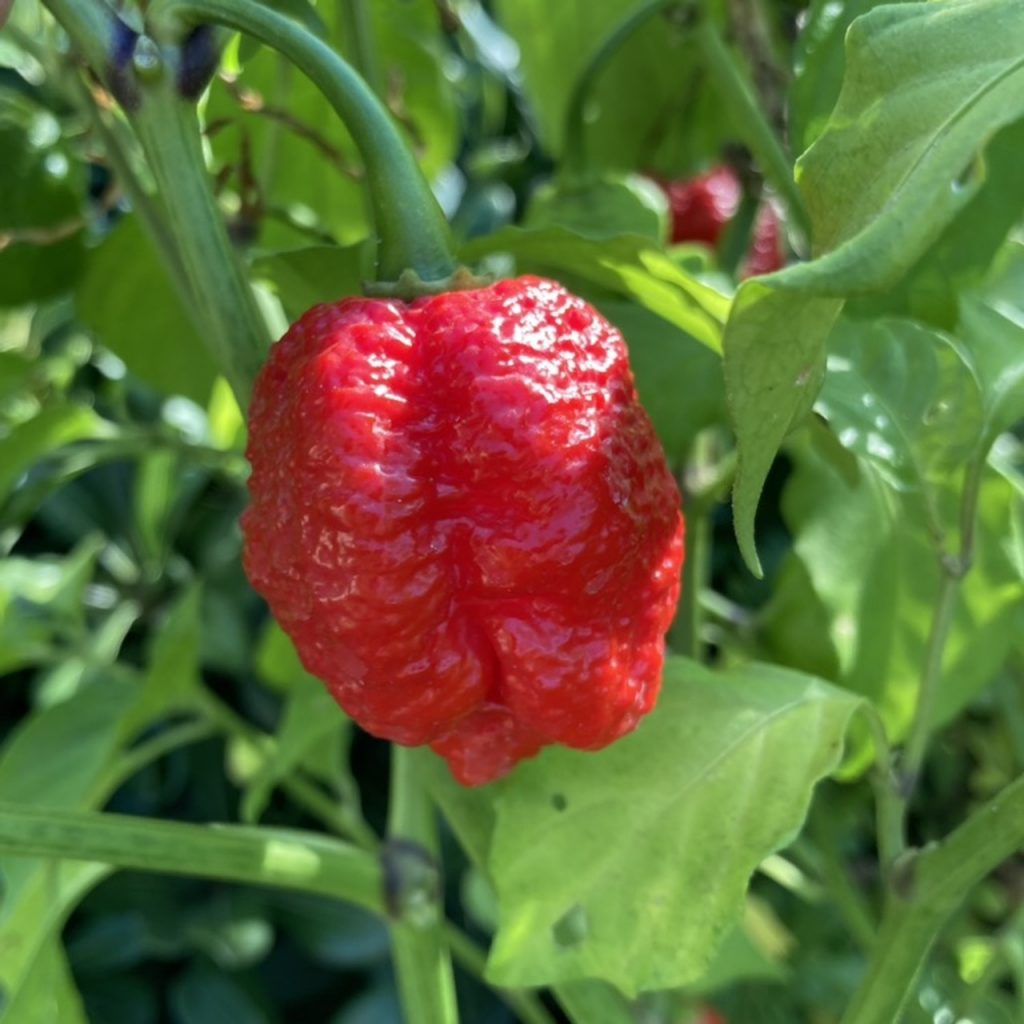 Dit is de uitgelichte afbeelding van de Trinidad Moruga Scorpion, hier zie je de peper nog aan de plant
