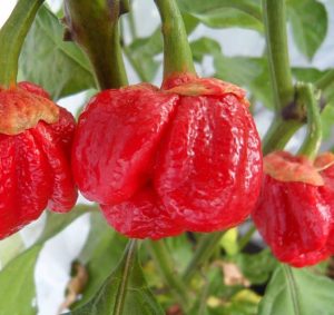 7 Pot Bubblegum uitgelichcte afbeelding