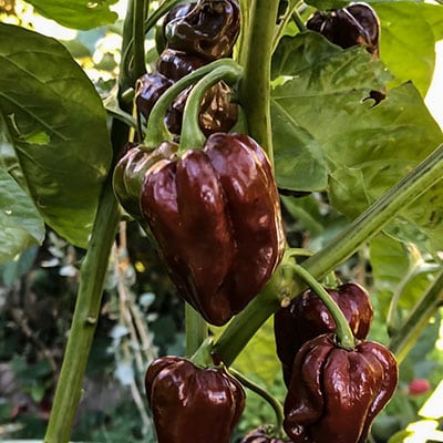 Chocolate Habanero uitgelichte afbeelding