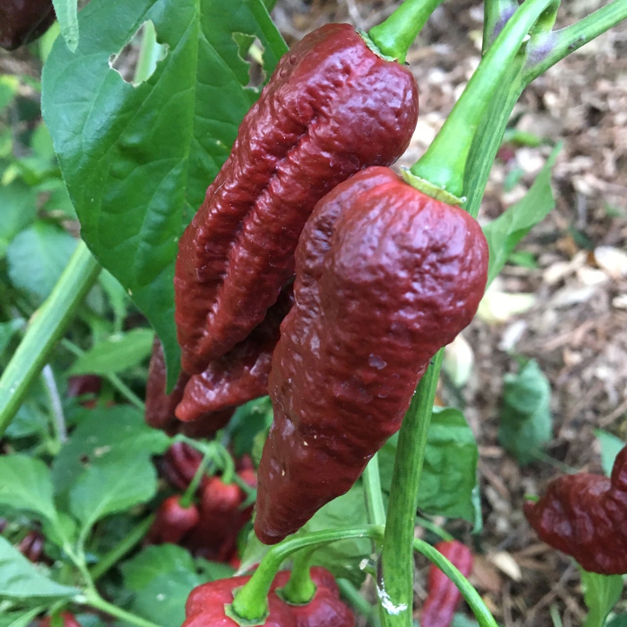 Bhut Jolokia Chocolate productafbeelding nog aan de plant