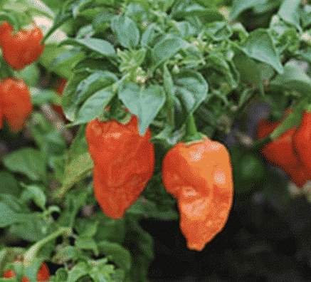 Infinity Pepper uitgelichte afbeelding zie je hier nog aan de plant