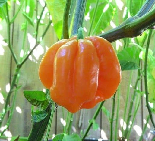 Roatan Pumpkin Habanero uitgelichte afbeelding