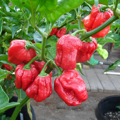 Trinidad 7 Pot Pepper uitgelichte afbeelding nog aan de plant