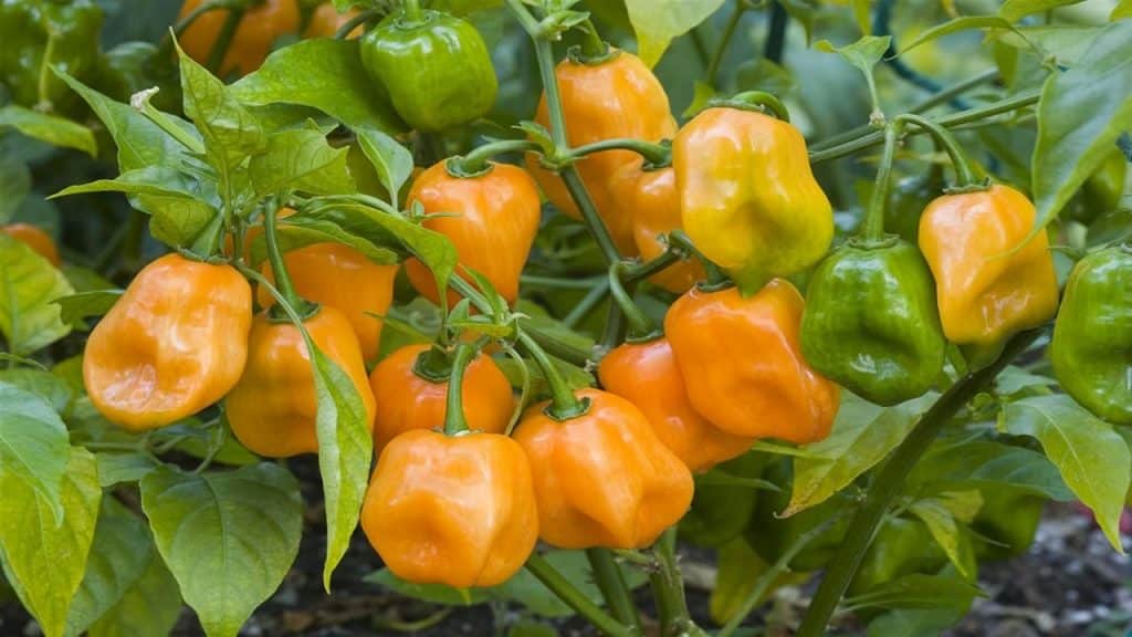 Peach Habanero uitgelichte afbeelding