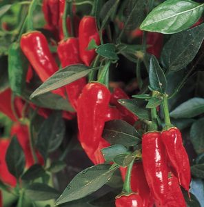 Apache Pepper uitgelichte afbeelding