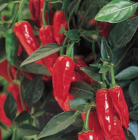 Apache Pepper uitgelichte afbeelding