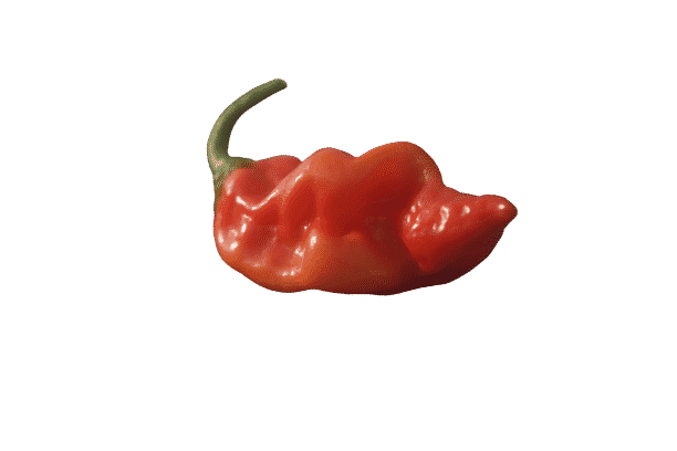 Datil Pepper zonder achtergrond