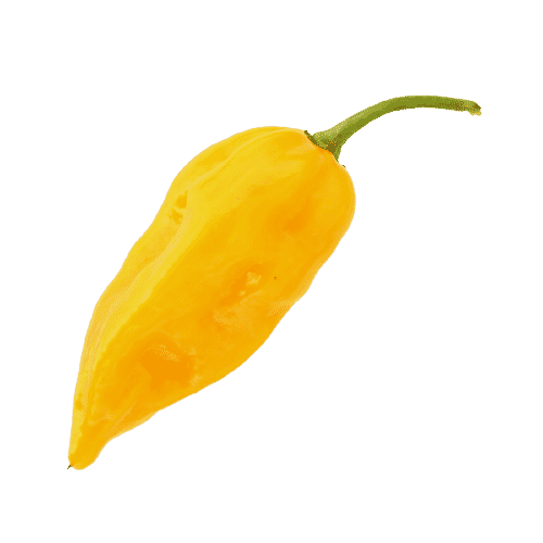 Fatalii Pepper zonder achtergrond