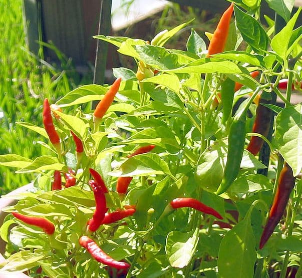 Peri-Peri uitgelichte afbeelding