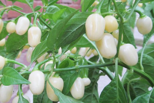 Peruvian White Habanero uitgelichte afbeelding