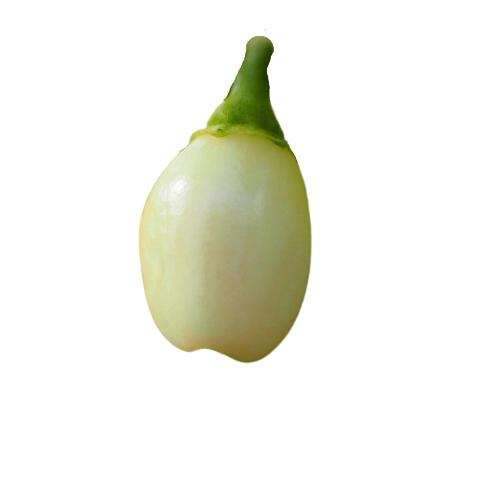 Peruvian White Habanero zonder achtergrond