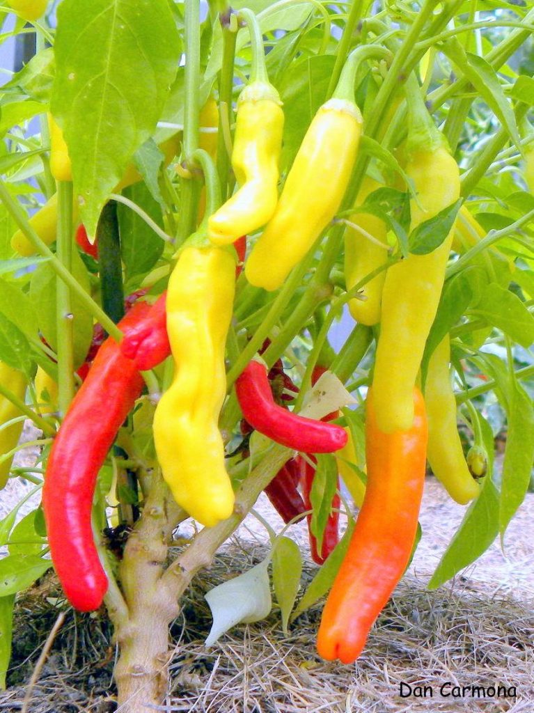 a close-up of a plant with peppers