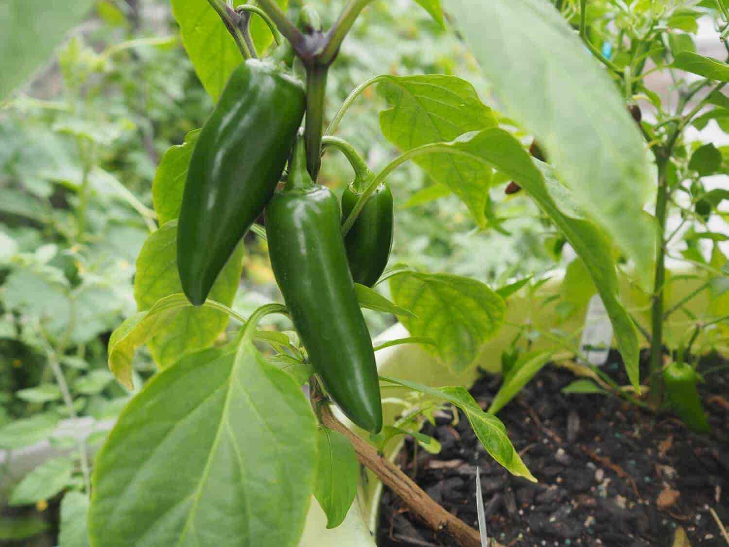 Jalapeno peper plant
