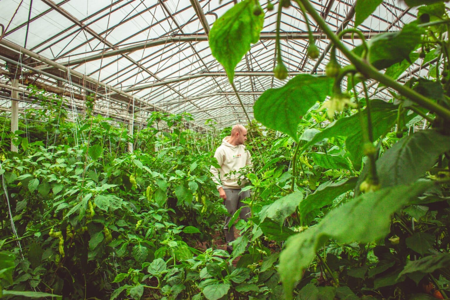 a man standing in a greenhouse